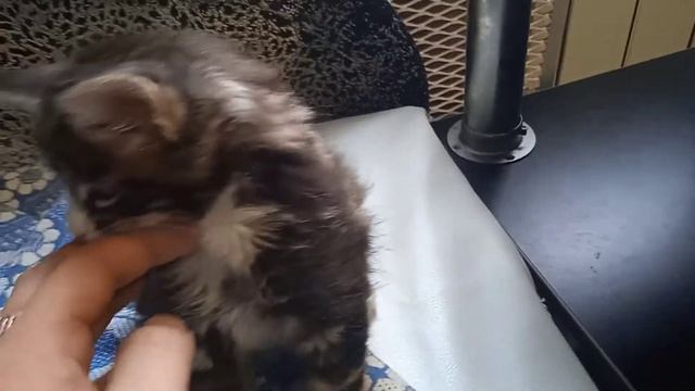 осторожно!!! не смотреть!!! после просмотра возможна мейн-кунозависимость!!! (2) смотреть онлайн