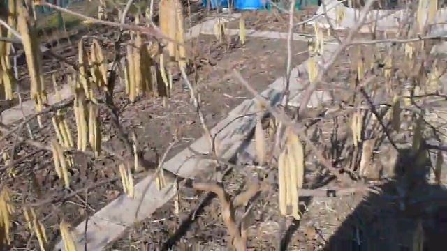 фундук ТРАПЕЗУНД начало ПЫЛЕНИЯ. смотреть онлайн