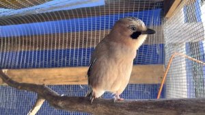 СОЙКА РАЗГОВАРИВАЕТ 😍