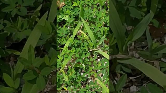 Spider Wasp NC смотреть онлайн
