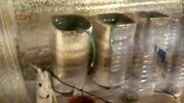 Клубника методом гидропоники 23 03 2015 №10 Первый урожай смотреть онлайн