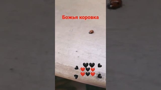 2 часть божья коровка гуляет смотреть онлайн
