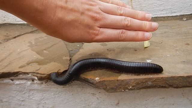 Huge millipede смотреть онлайн