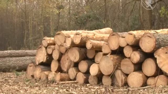 Експорт лісу - незаконний | Телеканал Новий Чернігів смотреть онлайн