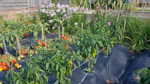 Огород без хлопот. смотреть онлайн