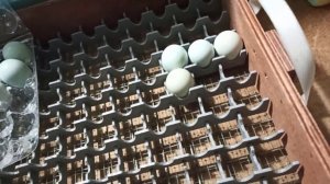 Закладка перепелиных яиц в инкубатор Матрица Дели 72.