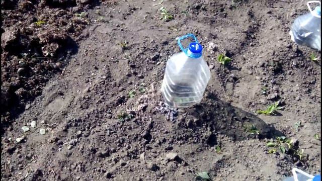 МОЙ ОГОРОД. УЗКИЕ ГРЯДКИ. 11.05.17//Заморозок -5°С смотреть онлайн