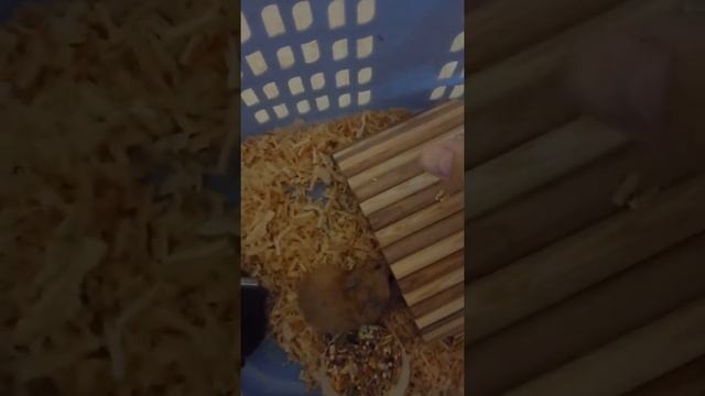 я купила хомяка 🐹 смотреть онлайн