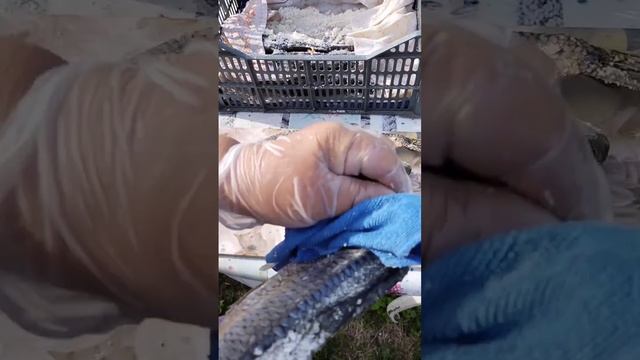 вяленая сорожка