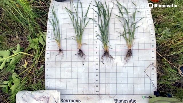 Репортаж с полей. Применение препаратов ГК Bionovatic на озимой пшенице смотреть онлайн