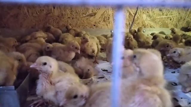 ИТОГИ НАШЕГО РОЗЫГРЫША смотреть онлайн