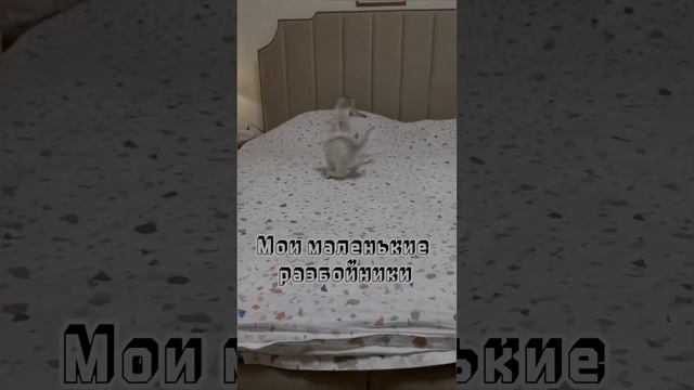 Серебристая шиншилла смотреть онлайн