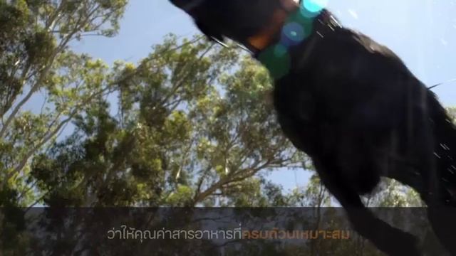 Pro Plan OptiNutrition คุณค่าสารอาหาร เพื่อสุขภาพที่ดี พร้อมเต็มที่กับเรื่องพิเศษ смотреть онлайн