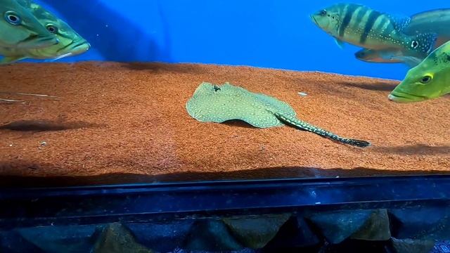 TROUXE 20 OSCAR,20 PIRARARA E 6 ARUANÃS.... смотреть онлайн