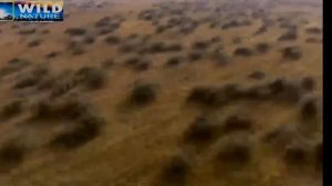 Прайд Львов битва за власть 1 часть