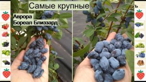 Самые сладкие и крупные сорта жимолости на весну 24 г