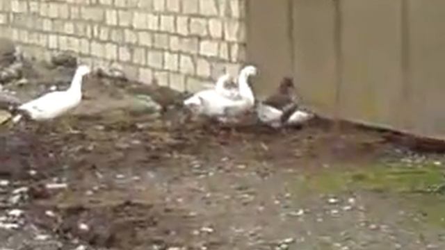 Гуси-смотреть до конца! смотреть онлайн