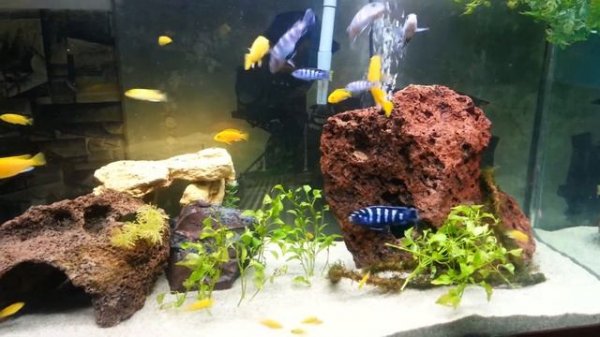 Demasoni Electric yellow lab