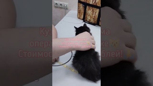 Кузе необходима операция на лапке😿 Стоимость 25000 рублей!🙏 смотреть онлайн