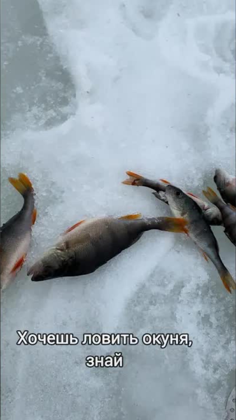 Хочешь ловить ОКУНЯ - ЗНАЙ ЭТО!!!!#fishing #рыбалка #shortvideo #shorts #icefishing #окунь смотреть онлайн