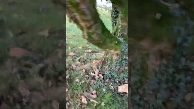 [🔴LIVE] Le nid de frelons asiatiques surprise смотреть онлайн