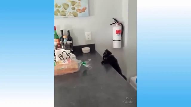 Смешные животные #15 Приколы с котами до слез!!!FUNNY ANIMALS!!! смотреть онлайн