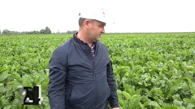 Близится вторая жатва