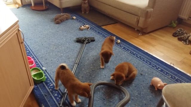 Дети Эммы и Шогуна 2 мес  ПЫЛЕСОС))) Кирюша 2серия