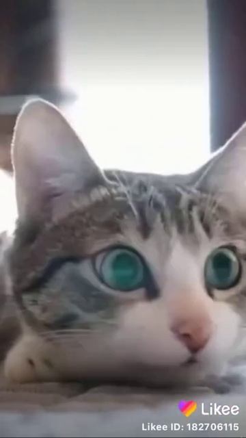 Эм коту нужна валерьянки