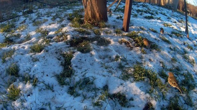 Обикновена чинка - Common Chaffinch