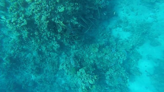 Snorkeling with fish in the Red sea at Sharm-El-Sheikh. Egypt смотреть онлайн