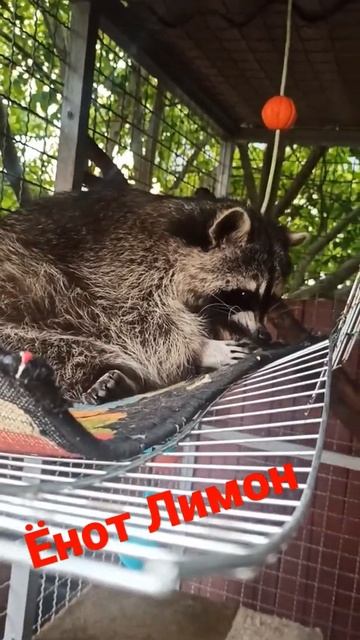 Ёнот Лимон смотреть онлайн