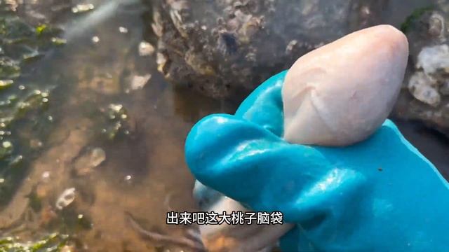天氣寒冷八爪魚很不活躍，退潮之後都不願意鑽石頭底，一抓一個準【牛牛趕海海鮮】 смотреть онлайн