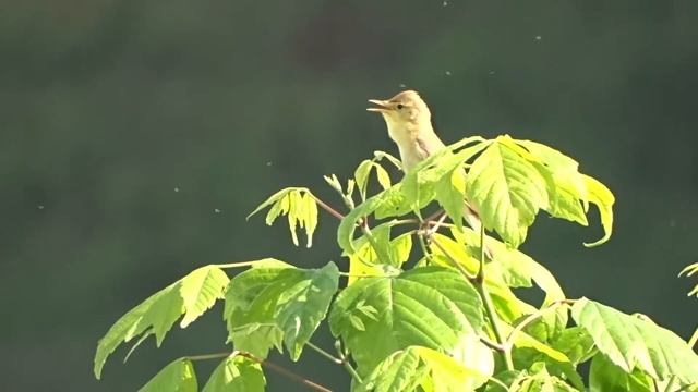 Hypolaïs polyglotte chant (Hippolais polyglotta) - Faune de France смотреть онлайн