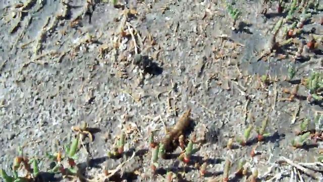 Медведка одношипная Gryllotalpa unispina смотреть онлайн