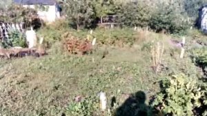 Пивные банки против кротов