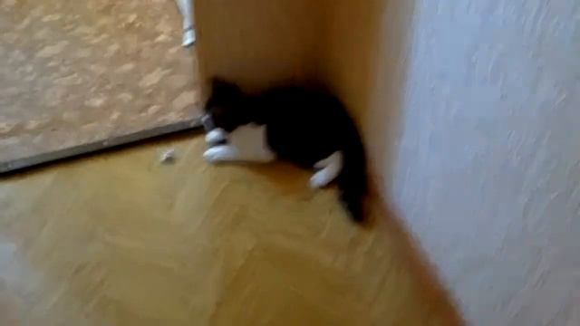 Мой кот говорит (Умка)!