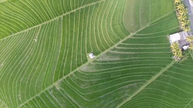 Сказочное Бали, рисовые поля смотреть онлайн