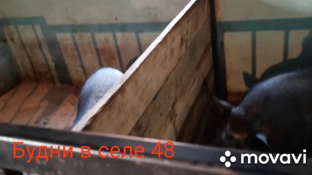 #свиньи #костер Домашние хлопоты. смотреть онлайн