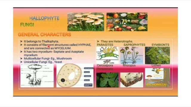 plant Kingdom( part 1) смотреть онлайн