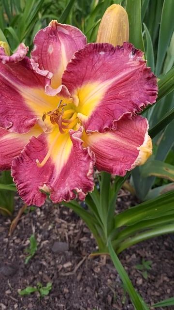 лилейник Канделайт