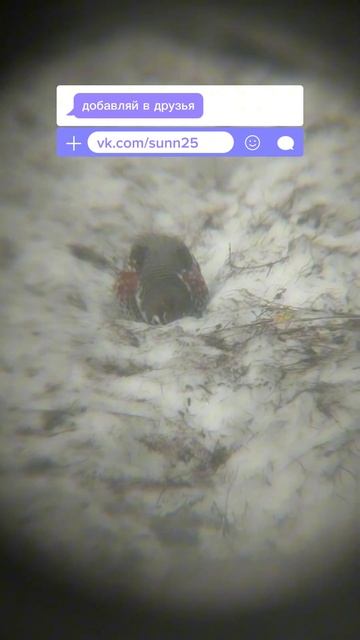 дикие перепела #shorts #short #animals #bird смотреть онлайн