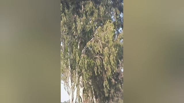 Eucalyptus Citriodora,Lemon-scented Gum,Lemon-scented Eucalyptus