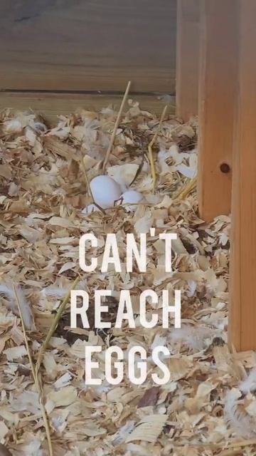 WANT EGGS? DO THIS! Feed & Treats For Egg Layin Hen Chickens - Free Range Permaculture смотреть онлайн