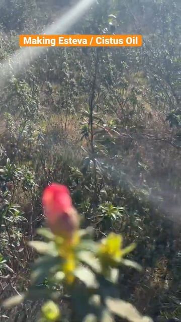 Easy to make Wild Esteva/Cistus Oil for Inflammation. #esteva #wildherbalremedies #lavender