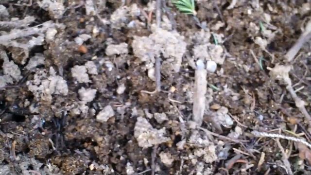 L'art du camouflage - Voyez vous l'araignée? смотреть онлайн