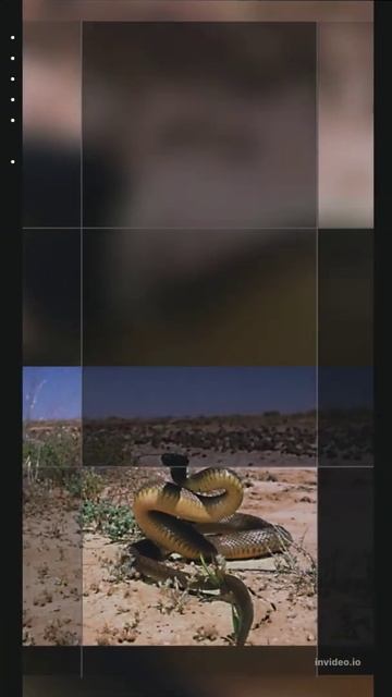 Inland taipan, one of the deadliest snakes in Australia 🐍 #inlandtaipan #taipan #australia смотреть онлайн