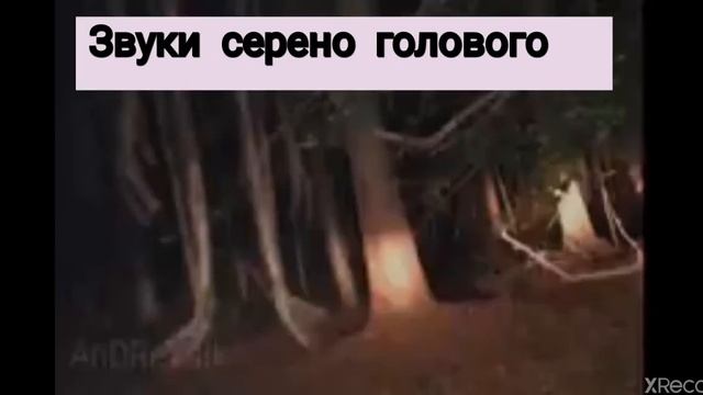 SCP Серено-Головый.Издоваемые звуки С.Г смотреть онлайн