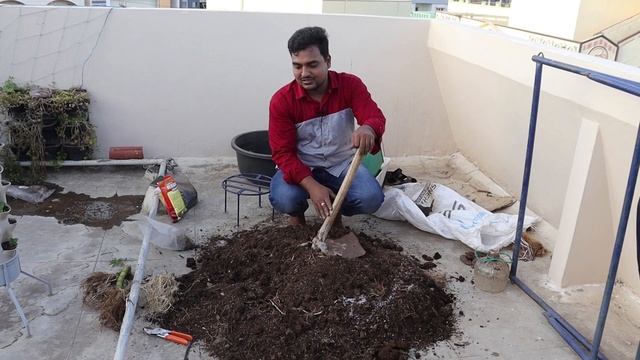 Transplanting new plants Chrysanthemum, Rose, Seedless lemon #gardening #organic смотреть онлайн