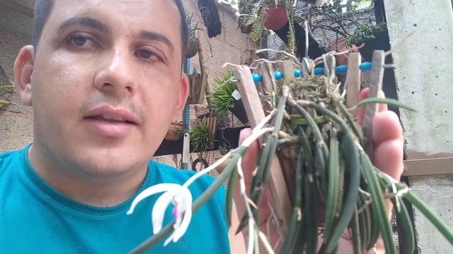 Floração Da Orquidea Leptotes Bicolor